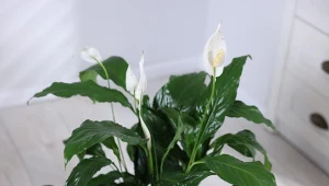 Gdy skrzydłokwiat wymaga przesadzanie, daje konkretne znaki.