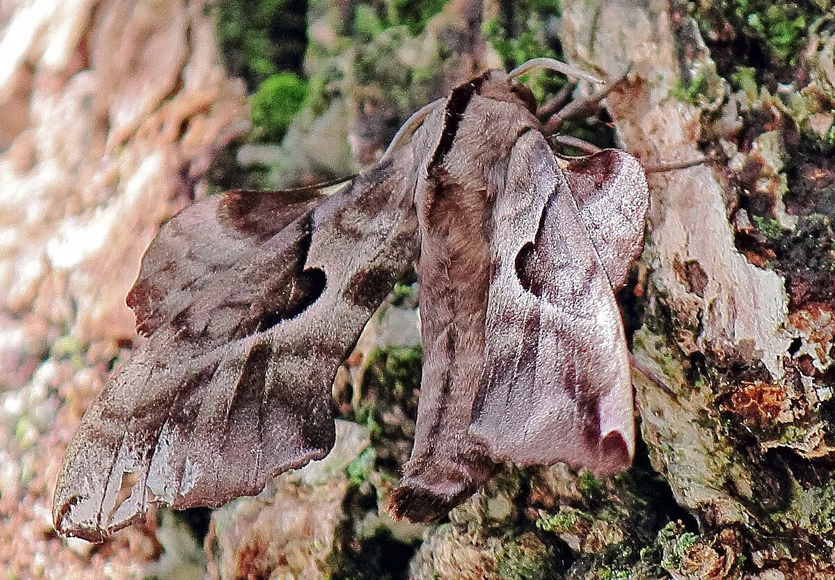 hyllosphingia dissimilis - motyl zawisakowaty z Dalekiego Wschodu Motyl siedzący na korze drzewa, jego skrzydła mają brązowo-szare odcienie z wyraźnymi, ciemnymi wzorami i świetnie maskują się z otoczeniem.