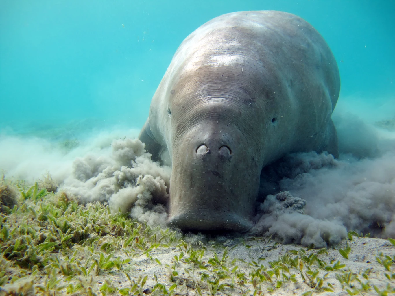 Diugonie żyją w wodach Oceanu Indyjskiego Dugong żerujący na dnie morza, wzbudzający chmurę piasku podczas zjadania trawy morskiej, w tle błękitna woda pełna światła.