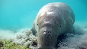 Żyją pod wodą, są jak odkurzacze. Arabowie zawdzięczają im wszystko