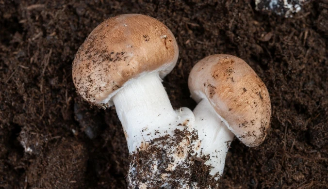 Pieczarka dwuzarodnikowa (Agaricus bisporus) potrafi syntezować witaminę D