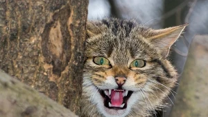 Rzadki drapieżnik wrócił w Sudety. Łatwo pomylić go z domowym kotem