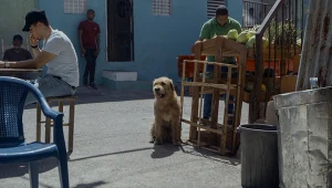 "Mój pies Artur" [trailer]