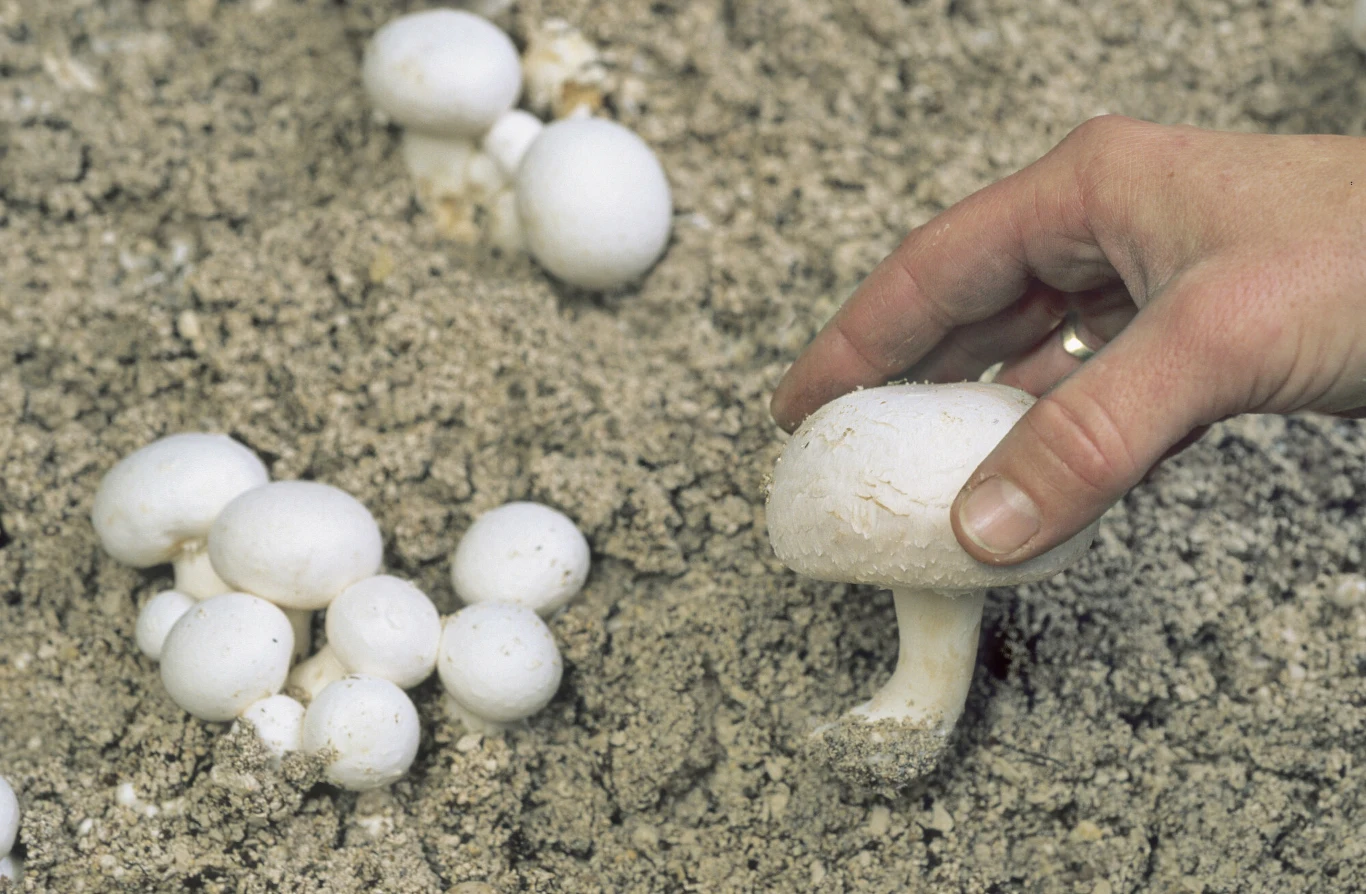 Zwykła pieczarka ze sklepu ma mniej niż 40 IU witaminy D na 100 gramów, a pieczarka naświetlana UV może mieć kilkudziesięciokrotnie więcej Zwykła pieczarka ze sklepu ma mniej niż 40 IU witaminy D na 100 gramów, a pieczarka naświetlana UV może mieć kilkudziesięciokrotnie więcej