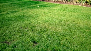 Jak wysiać trawę w grudniu? Poznaj amerykańską metodę siewu.