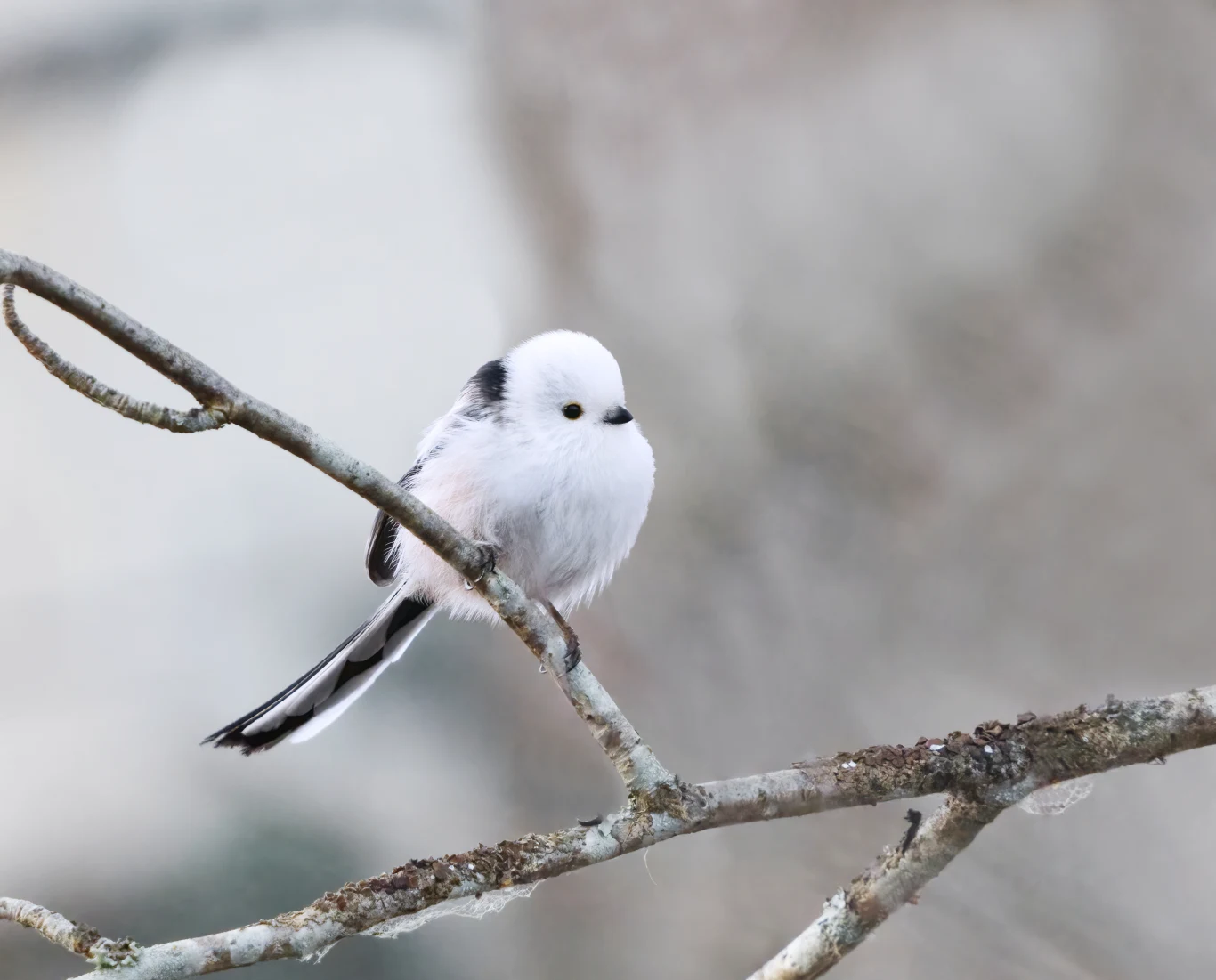 Raniuszki to niezwykle urocze, ale i wymagające ptaki. Cenią sobie spokój i ciszę Mały ptak o białym, puszystym upierzeniu z czarnymi akcentami siedzi na nagiej gałęzi, rozmyte tło podkreśla delikatność i lekkość sceny.