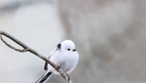 Raniuszki to niezwykle urocze, ale i wymagające ptaki. Cenią sobie spokój i ciszę