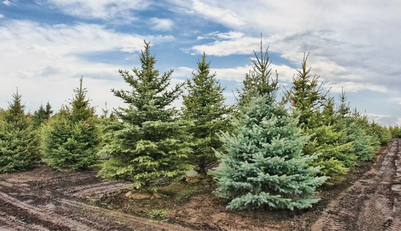 Uważaj, co się znajduje na świeżo kupionej choince — do domu możesz wnieść szkodniki Uważaj, co się znajduje na świeżo kupionej choince — do domu możesz wnieść szkodniki