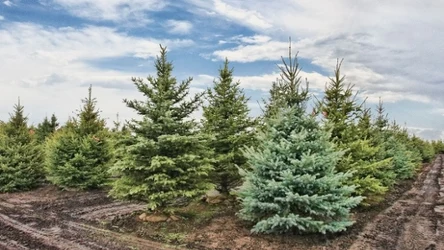 Uważaj, co się znajduje na świeżo kupionej choince — do domu możesz wnieść szkodniki 