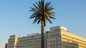 ​"Pozdrowienia z Alej Jerozolimskich". Krótka historia najsłynniejszej polskiej palmy