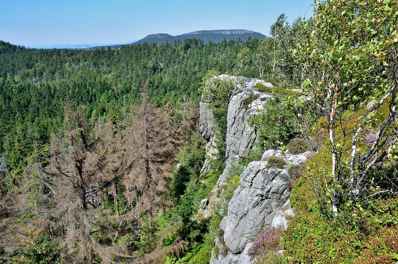Narożnik Strome, skaliste urwisko porośnięte zielonymi roślinami, otoczone gęstym lasem świerkowym oraz suchymi, obumarłymi drzewami. W oddali rozciąga się pasmo górskie pod niebieskim niebem.