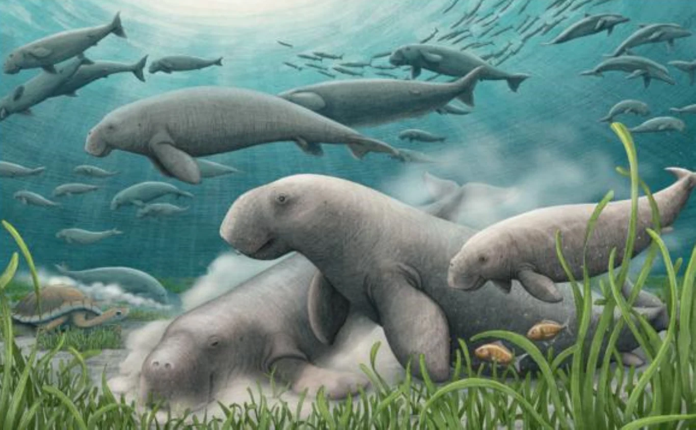 Pradawne syreny Salwasiren qatarensis pasły się w Zatoce Perskiej Stado syren morskich pływających wśród podwodnej roślinności, duże osobniki oraz młode obok siebie, na drugim planie liczne ssaki morskie pod powierzchnią wody, światło słoneczne przenika przez wodę tworząc jasne refleksy.