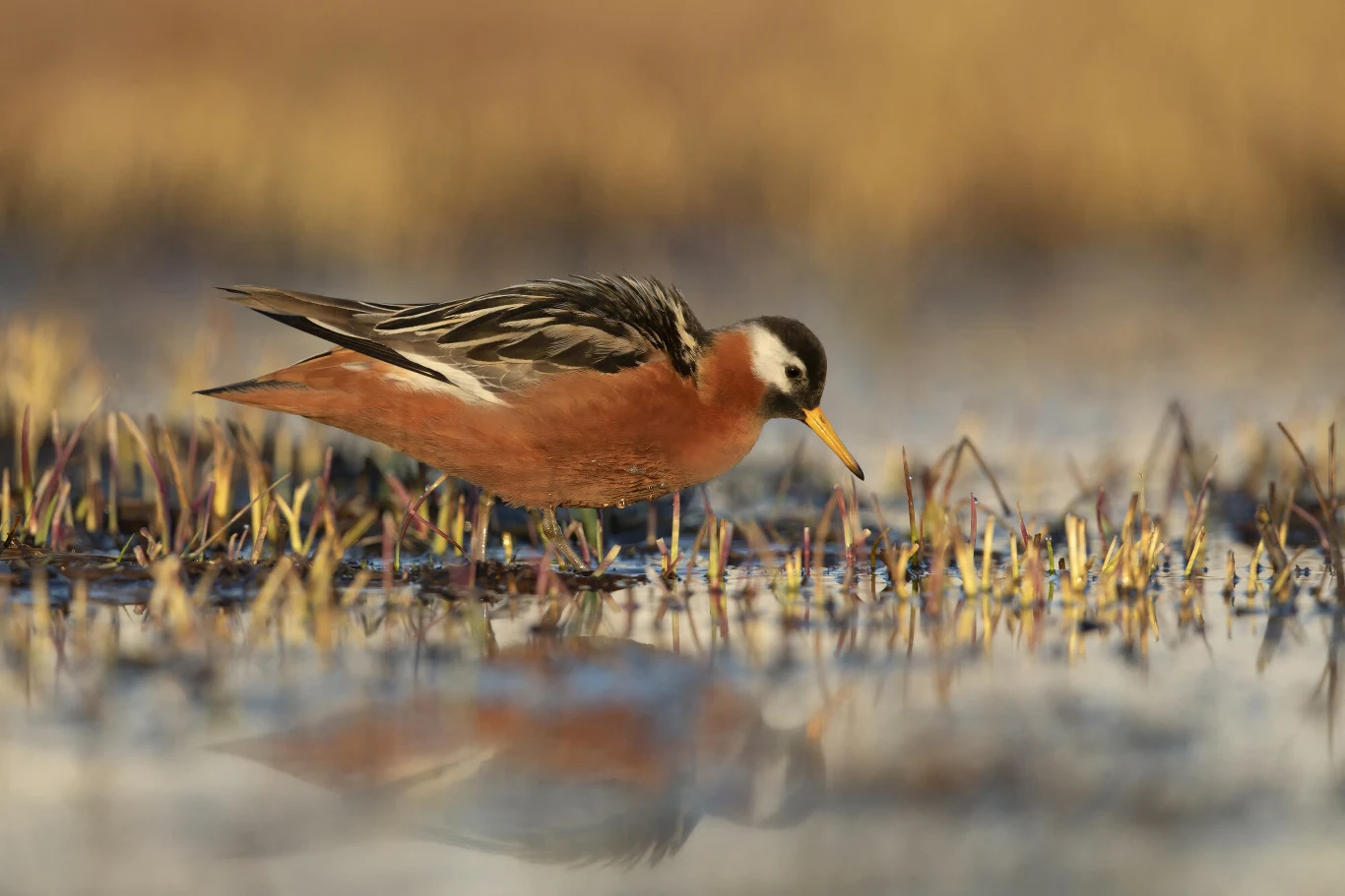 Płatkonóg płąskodzioby w szacie godowej przybiera doprawdy fantastyczne barwy Ptak o intensywnie rdzawym upierzeniu na piersi i bokach stoi w płytkiej wodzie wśród niskiej roślinności, pochylając głowę i szukając pożywienia dziobem.