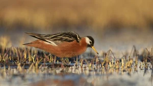 Rzadki ptak pojawił się w Polsce. To gość z daleka, który poluje jak nikt