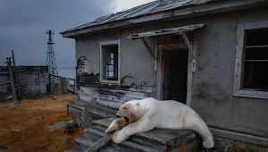 Lód się topi, a niedźwiedź polarny się zmienia. Nawet dieta jest inna