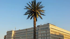 "Pozdrowienia z Alej Jerozolimskich". Krótka historia najsłynniejszej polskiej palmy