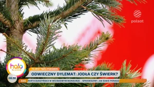 Jak sprawdzić, czy choinka jest świeża? Ogrodnik zdradza prosty trik