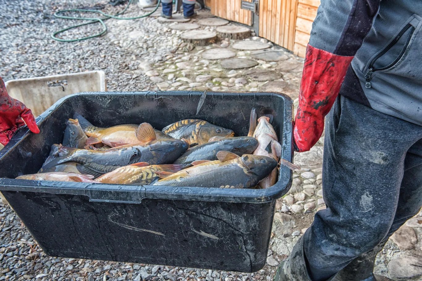 Popyt na karpia jest stabilny. Coraz rzadziej sięgamy po żywego Plastikowa skrzynia wypełniona świeżo złowionymi karpiami, niesiona przez dwie osoby w roboczych ubraniach i czerwonych rękawicach, w tle kamienna ścieżka i fragment drewnianego budynku.