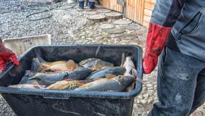 Popyt na karpia jest stabilny. Coraz rzadziej sięgamy po żywego