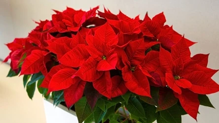Tej świątecznej rośliny NIE może zabraknąć w Twoim domu! Promocje znikają w mgnieniu oka!