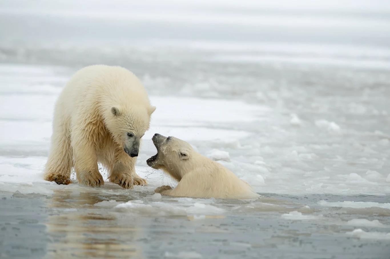 Do 2050 r. może wyginąć dwie trzecie światowej populacji niedźwiedzi polarnych