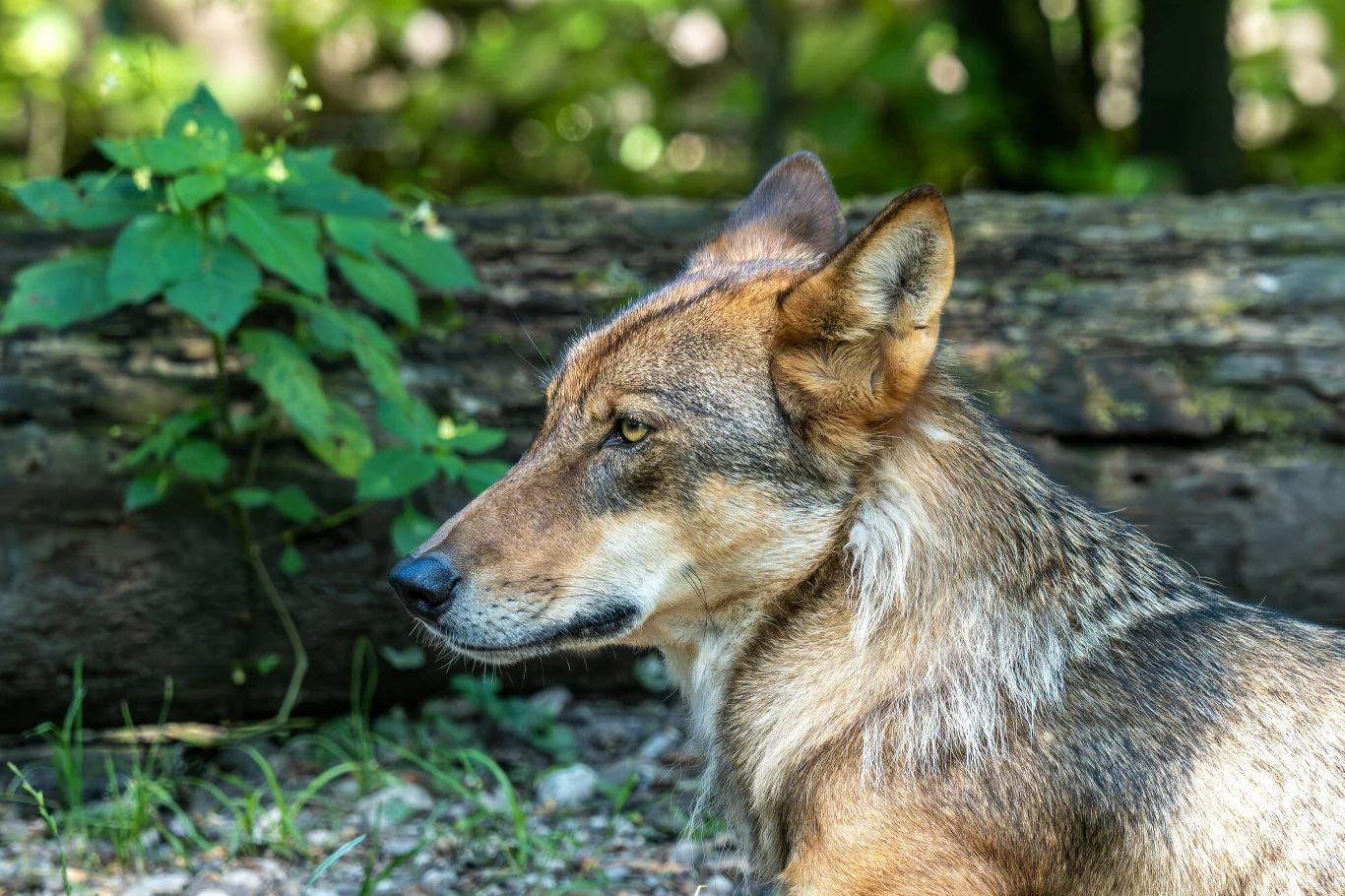 Wilk iberyjski zamieszkuje północno-zachodnią część Hiszpanii, północno-wschodnią część Portugalii oraz obszary w okolicy Sierra Morena w Hiszpanii Wilk o brązowo-szarej sierści siedzi w lesie na tle pnia drzewa i zielonych liści, wpatrzony w bok.