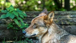Wilk iberyjski zamieszkuje północno-zachodnią część Hiszpanii, północno-wschodnią część Portugalii oraz obszary w okolicy Sierra Morena w Hiszpanii