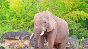 Słoń Niko był ikoną francuskiego zoo Zoo w d’Amnéville i bratem słonia z zoo w Poznaniu