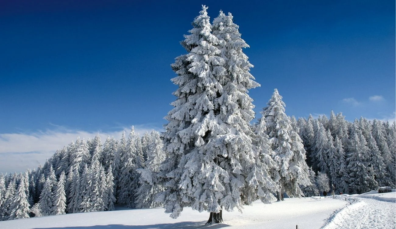 Jaki gatunek drzewa najlepiej sprawdzi się w roli choinki? Jaki gatunek drzewa najlepiej sprawdzi się w roli choinki?