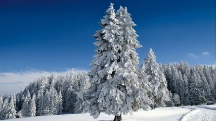 Jaki gatunek drzewa najlepiej sprawdzi się w roli choinki?