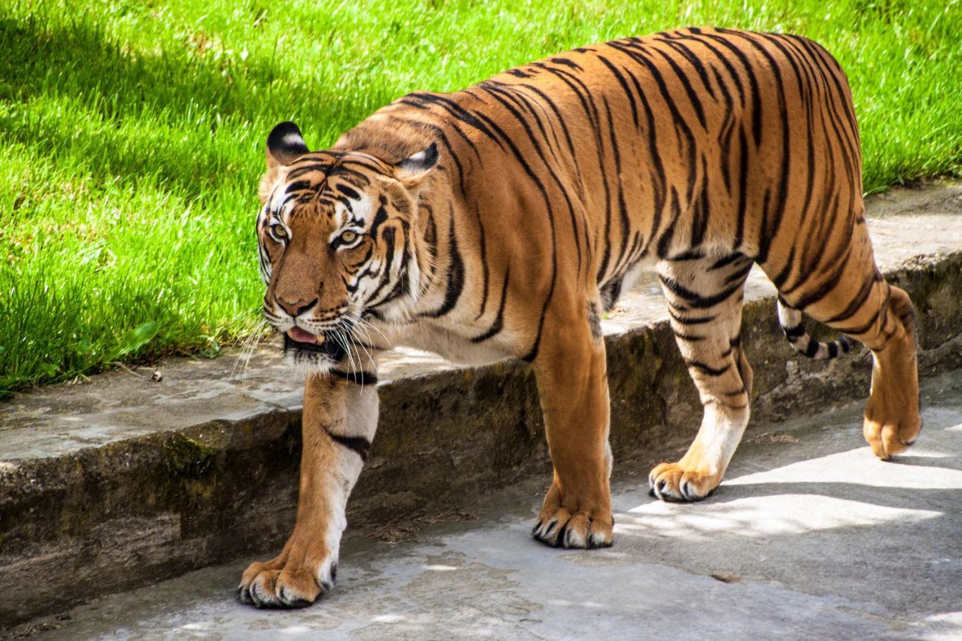 Tygrys sumatrzański to najmniejszy współczesny podgatunek tygrysa Tygrys spacerujący po betonowej ścieżce przy zielonym trawniku, w naturalnym oświetleniu, wyraźnie widoczne pręgi na sierści oraz muskularna sylwetka drapieżnika.