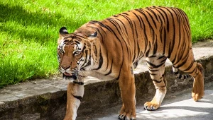 Tygrysy pojawiły się tam, gdzie się nie spodziewano. Nagły wzrost