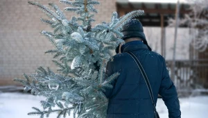Czy można wyciąć choinkę z własnego ogródka? 