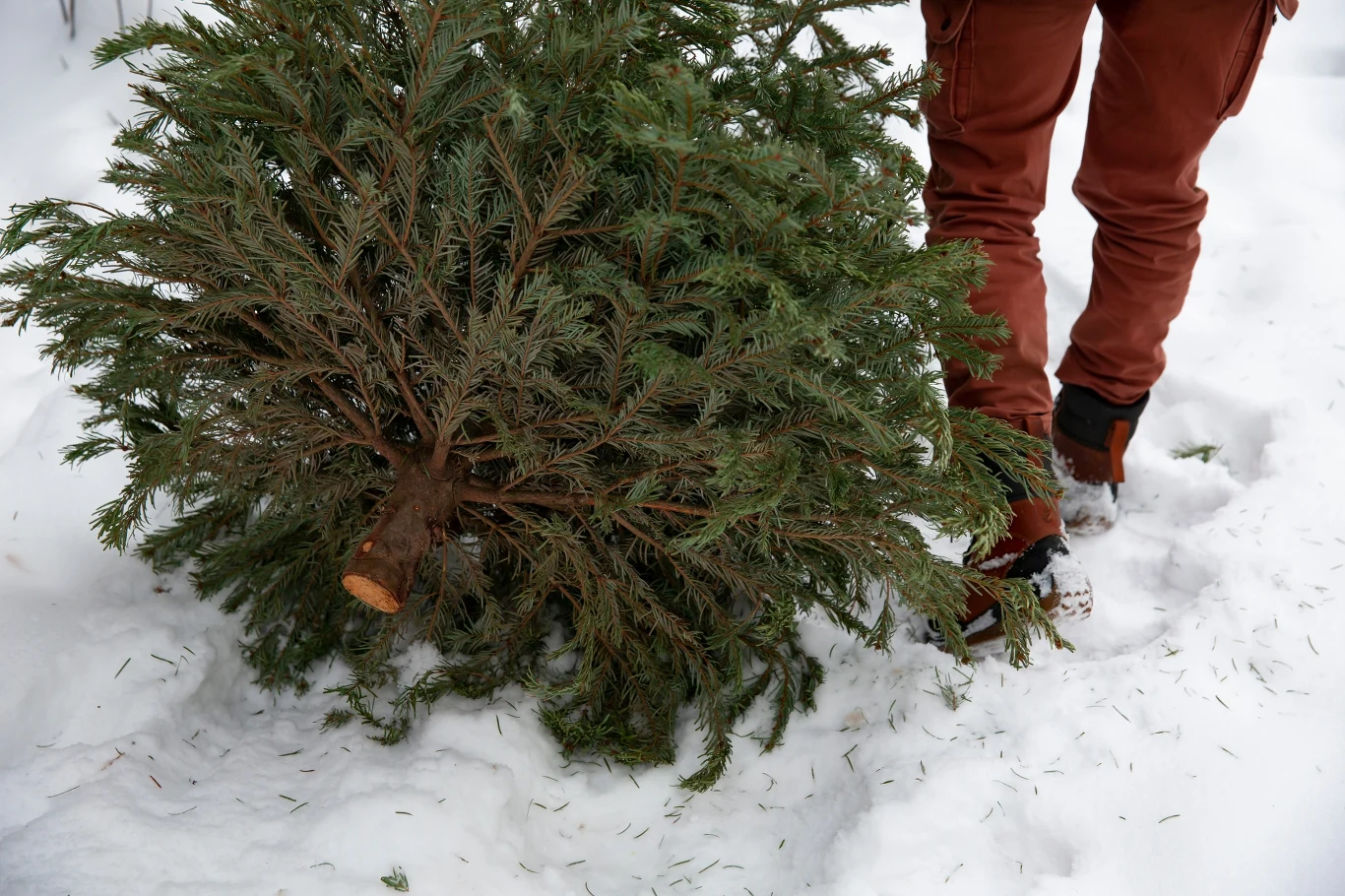 Drzewko, którego pień ma kilkanaście cm obwodu możemy wyciąć bez problemu Człowiek w brązowych spodniach ciągnie odciętą choinkę przez śnieg, widoczna jest podstawa drzewa i gałęzie rozłożone na śnieżnej powierzchni.