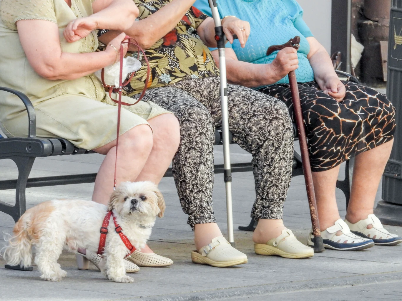 Trzy starsze kobiety siedzące na ławce, trzymające laski, ubrane w wygodne ubrania, obok nich mały biały pies w uprzęży na smyczy.