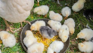 Rozdrabniają żywcem małe koguty. Jest szansa na zmianę w produkcji jaj