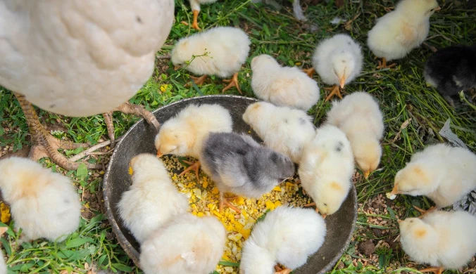 Koguciki to "produkt" zbędny w produkcji jaj na masową skalę, czyli na fermach przemysłowych