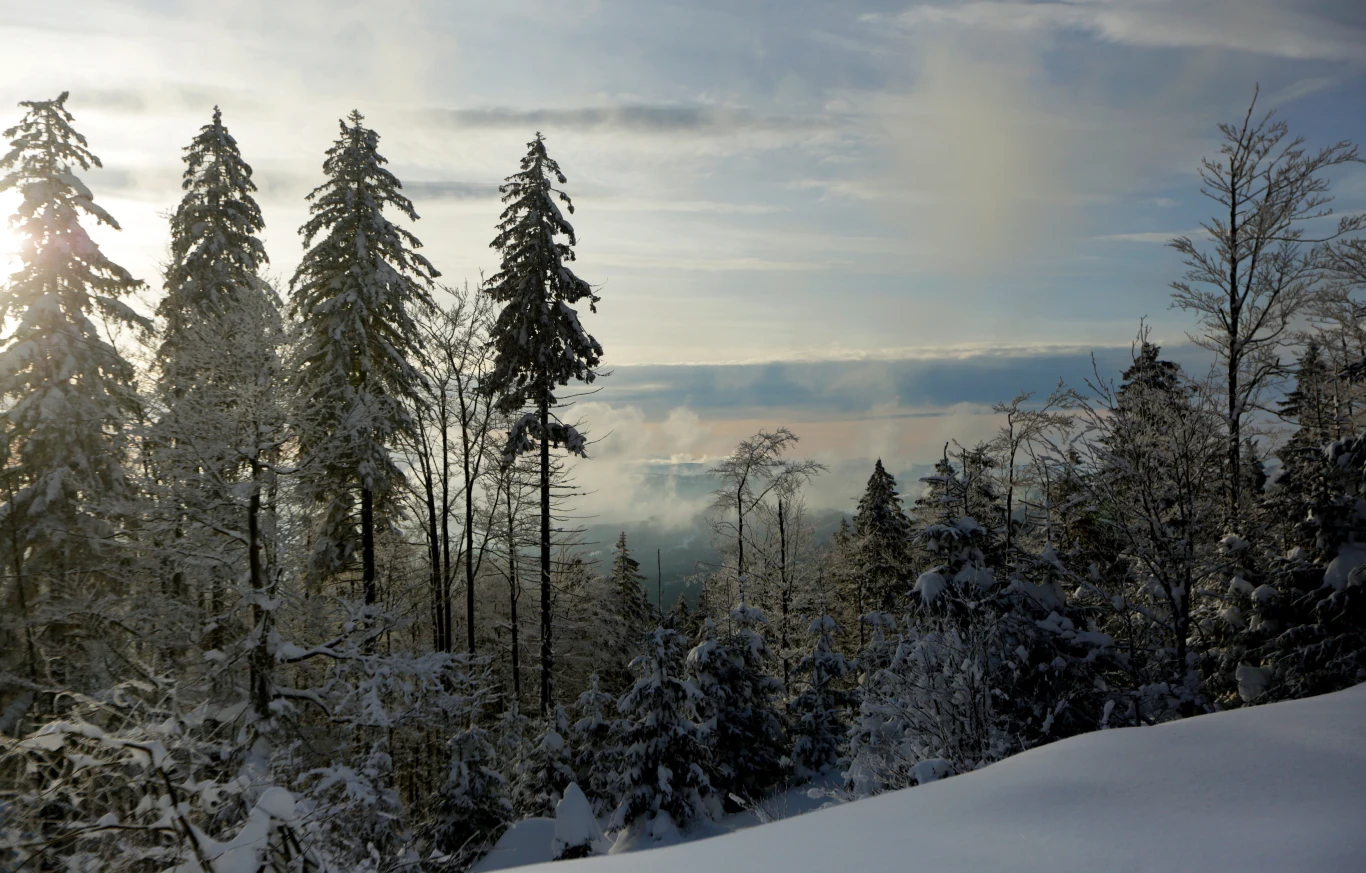 Ośnieżone drzewa iglaste na tle nieba zachmurzonego delikatnymi obłokami, promienie słoneczne przebijają przez gałęzie, tworząc zimowy, spokojny pejzaż górski.