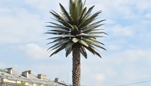 "Pozdrowienia z Alej Jerozolimskich". Krótka historia najsłynniejszej polskiej palmy