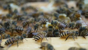 Zupełnie nowy sposób na ochronę uli. Będą udawać nietoperze