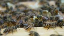 Pszczoły wymagają ochrony. Mogą nimi być ultradźwięki