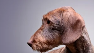 Pies zniknął, opiekunowie stracili nadzieję. Odnalazł się daleko od domu