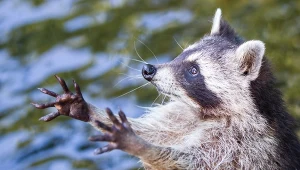 Ma bardzo sprawne łapy, więc włamuje się do domów, sklepów. Znów to zrobił