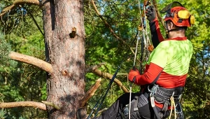 Polscy naukowcy wchodzą na drzewa i pukają w nie. O co im chodzi?