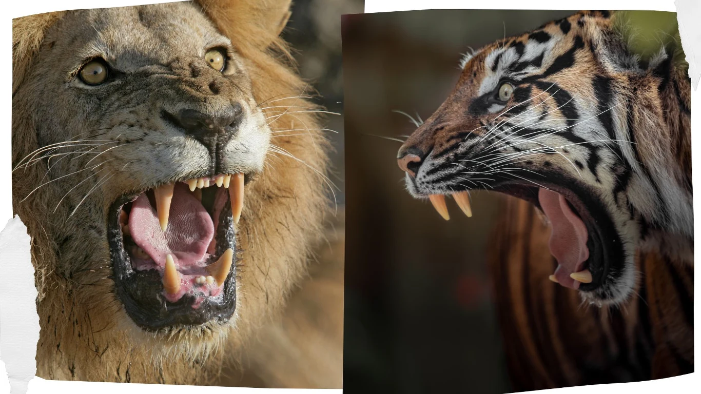Lew i tygrys - dwa największe współczesne kotowate Lew i tygrys - dwa największe współczesne kotowate