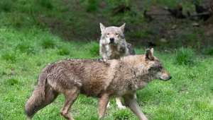 Nadleśnictwo wypuściło drony. Pokazały zachowanie wilków, którego nie znamy