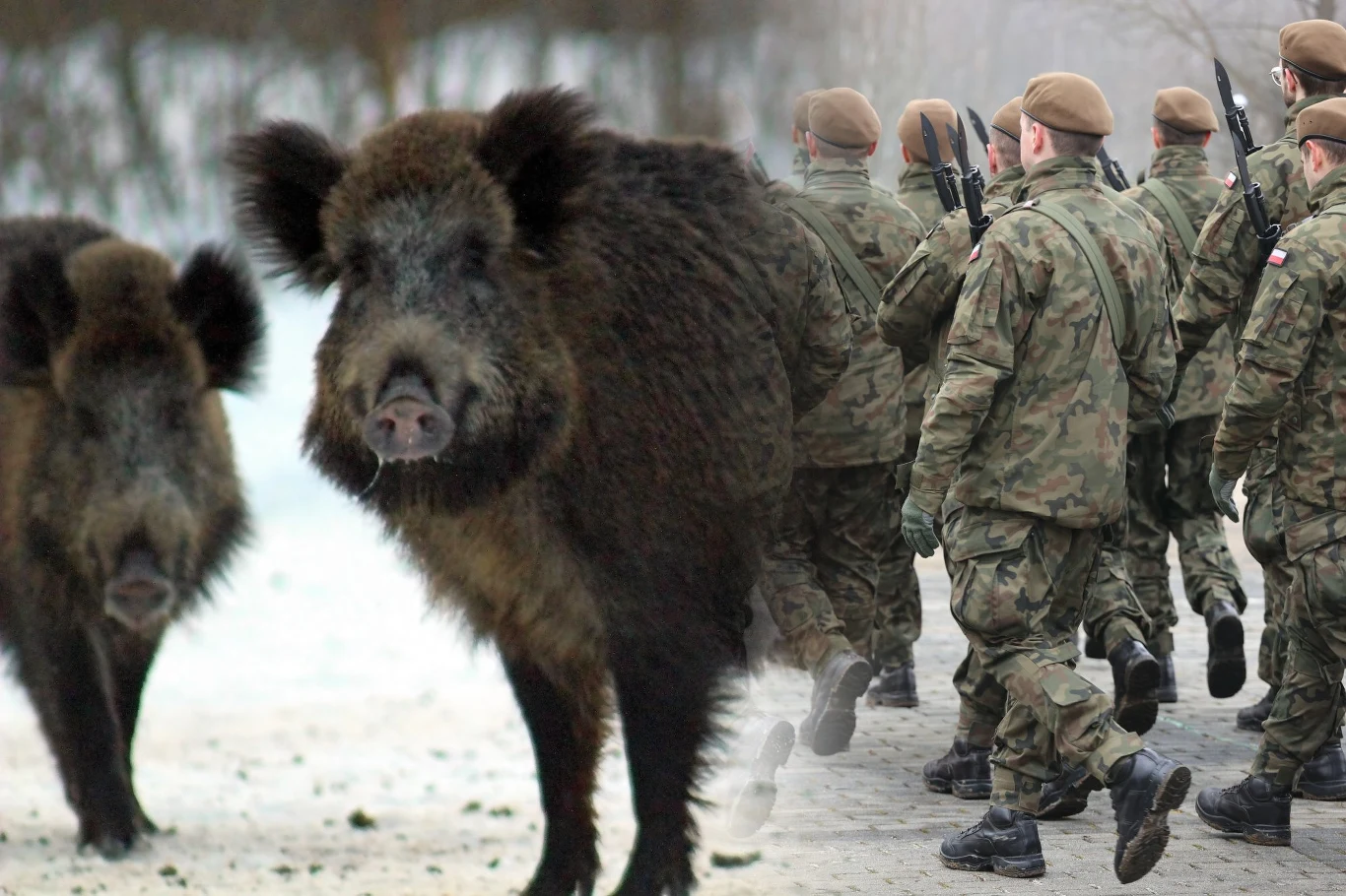 Polska. Ponad 50 żołnierzy przeszukiwało w sobotę teren w rejonie Piotrkowa Trybunalskiego po odnalezieniu martwego dzika, u którego potwierdzono ASF Dziki stojące na zaśnieżonym terenie po lewej stronie oraz grupa żołnierzy w wojskowych mundurach maszerujących po prawej stronie kadru.