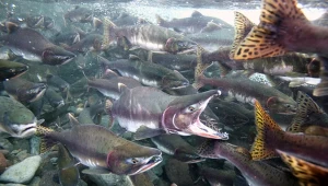 To jedna z najważniejszych ryb dla Polaków. Sprawdzą, co się z nią dzieje