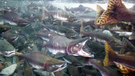 Łososie bałtyckie będą zbadane przez naukowców