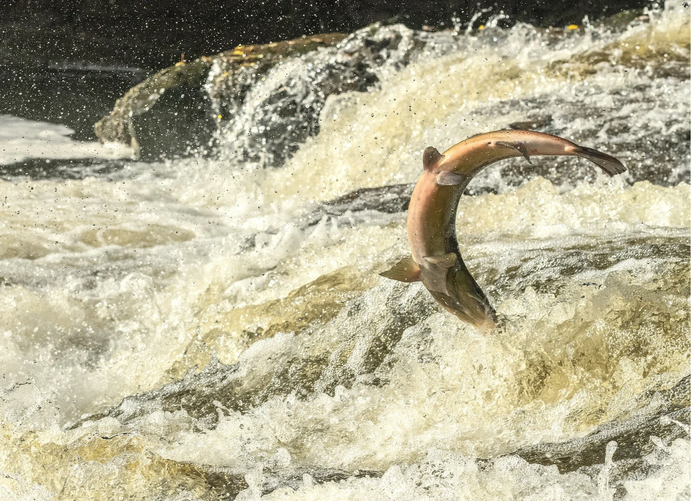 łososie płyną na tarło z mórz w górę rzek Samotny łosoś wyskakujący z wartko płynącej rzeki wśród rozpryskującej się wody podczas próby pokonania bystrza.